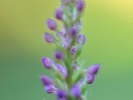 Orchis moucheron