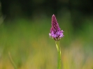 Orchis pyramidal