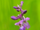 Détail d\'Orchis mâle