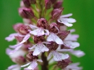 Orchis pourpre