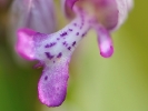 Orchis militaire