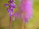 Orchis mâle