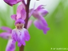 Détail d\'Orchis mâle