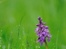 Orchis mâle