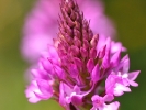 Orchis pyramidal