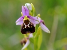 Ophrys bourdon