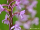 Détail d\'Orchis moucheron