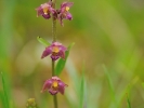 Epipactis pourpre-noirâtre