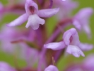 Détail d\'Orchis moucheron