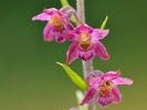 Epipactis pourpre-noirâtre