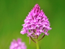 Orchis pyramidal