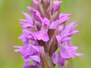 Orchis tacheté