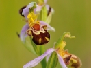 Ophrys abeille