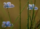Bouquet d\'argus bleus