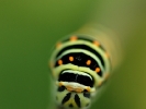 Chenille du machaon