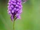 Fadet sur orchis pyramidal