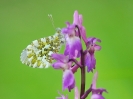 Aurore sur orchis mâle