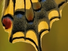 Détail de machaon