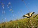 Machaon