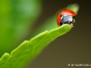 Coccinelle