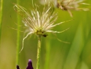 Anémones pulsatiles, fructification et fleur