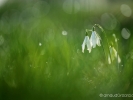 Perce neige