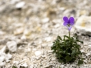 Violette de Rouen