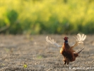 La parade du coq faisan