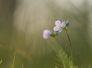 Cardamine des prés