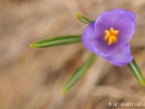 Crocus