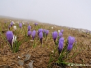 Parterre de Crocus