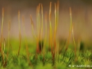 Forêt de mousse