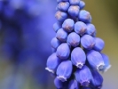 Muscari