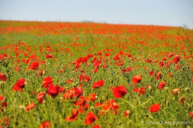 coquelicot-1