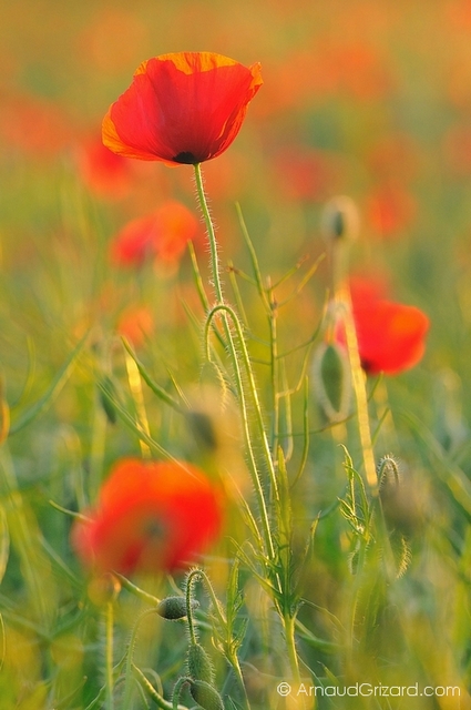 coquelicot-2