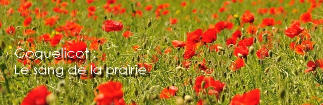 coquelicot-banderole