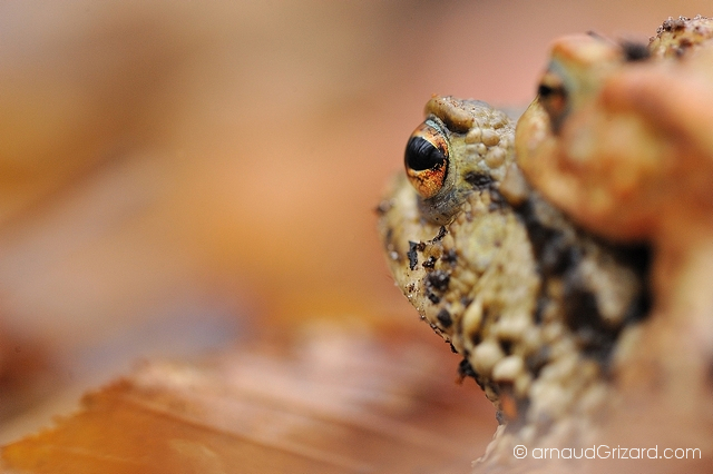 crapaud-commun-migration-10