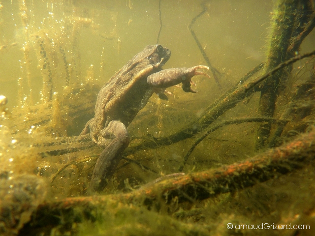 crapaud-commun-migration-13