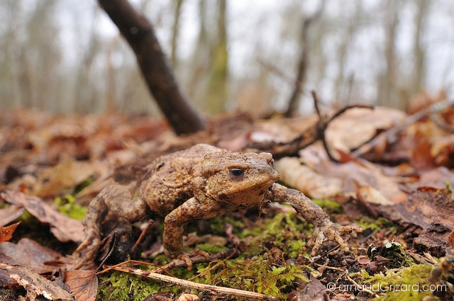 crapaud-commun-migration-5