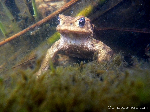 crapaud-commun-migration-6