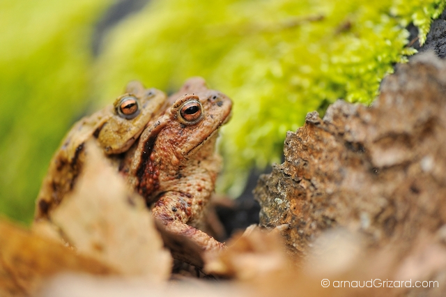 crapaud-commun-migration-7