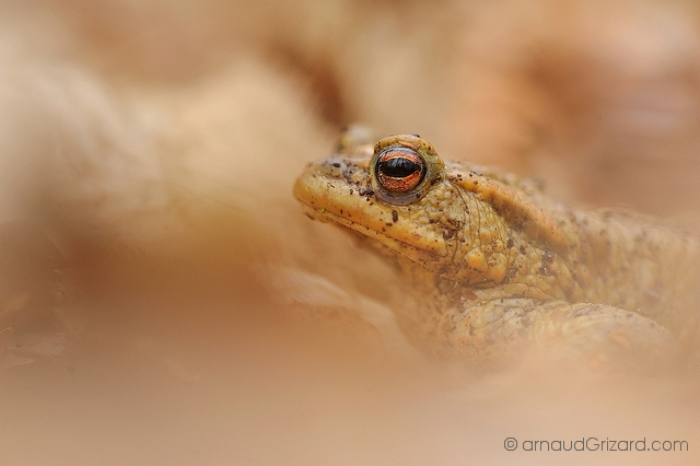 crapaud-commun-migration-8