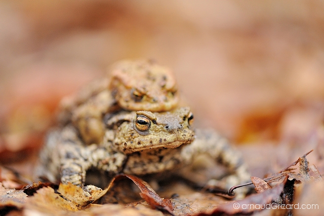 crapaud-commun-migration-9