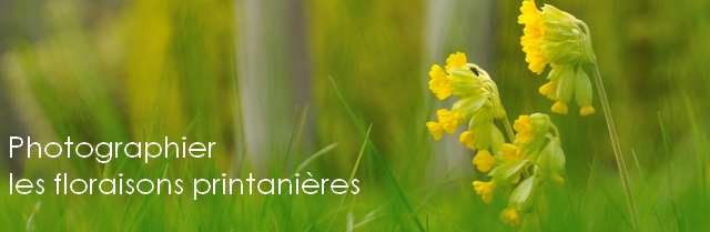 flore-printemps-baniere