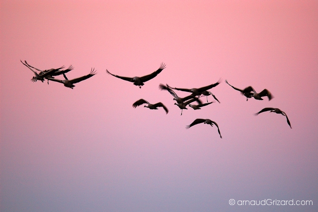 reportage-grues-10