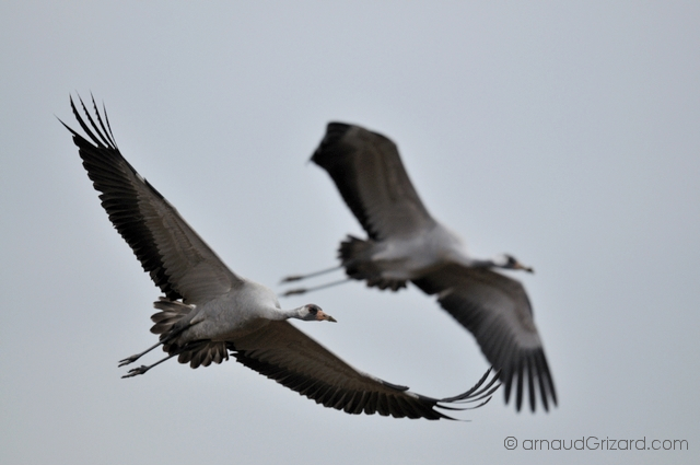 reportage-grues-12