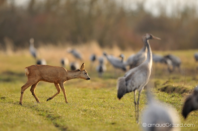 reportage-grues-13