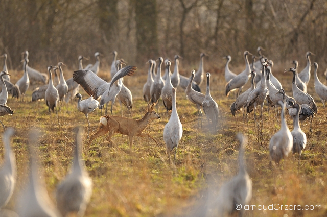 reportage-grues-14