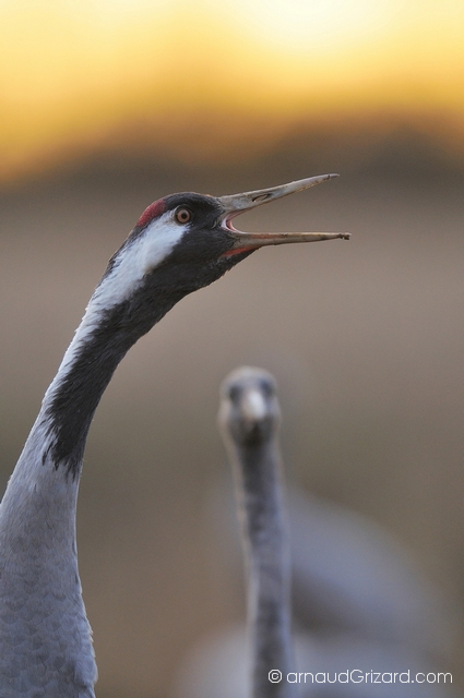 reportage-grues-17