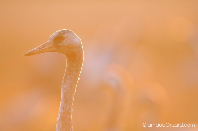 reportage-grues-19